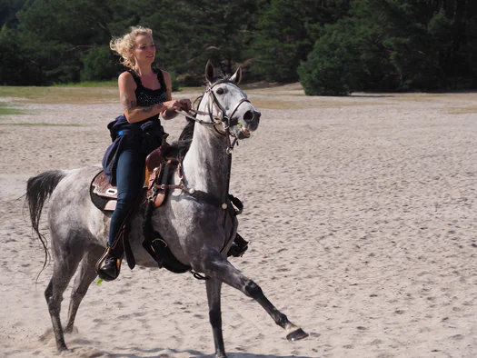 Horses at the Lommelse Sahara (Belgium)